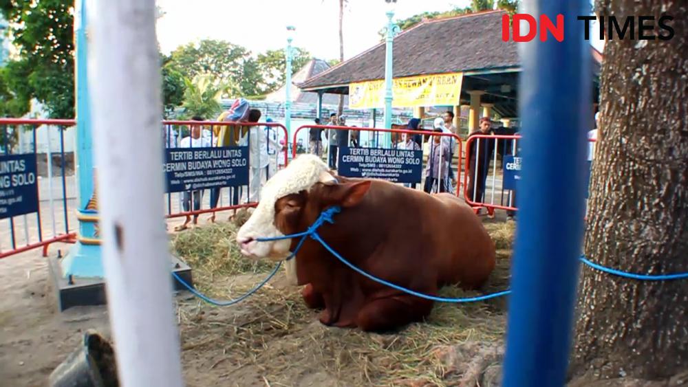Ilustrasi hewan kurban sapi Limousin (IDN Times/Larasati Rey)