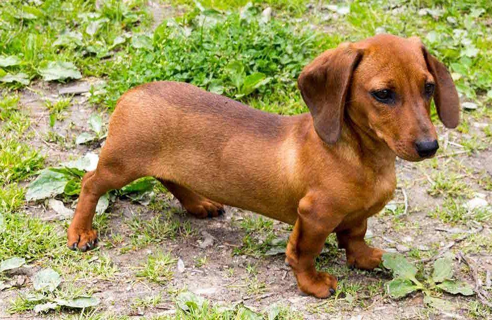 dogsnet.com