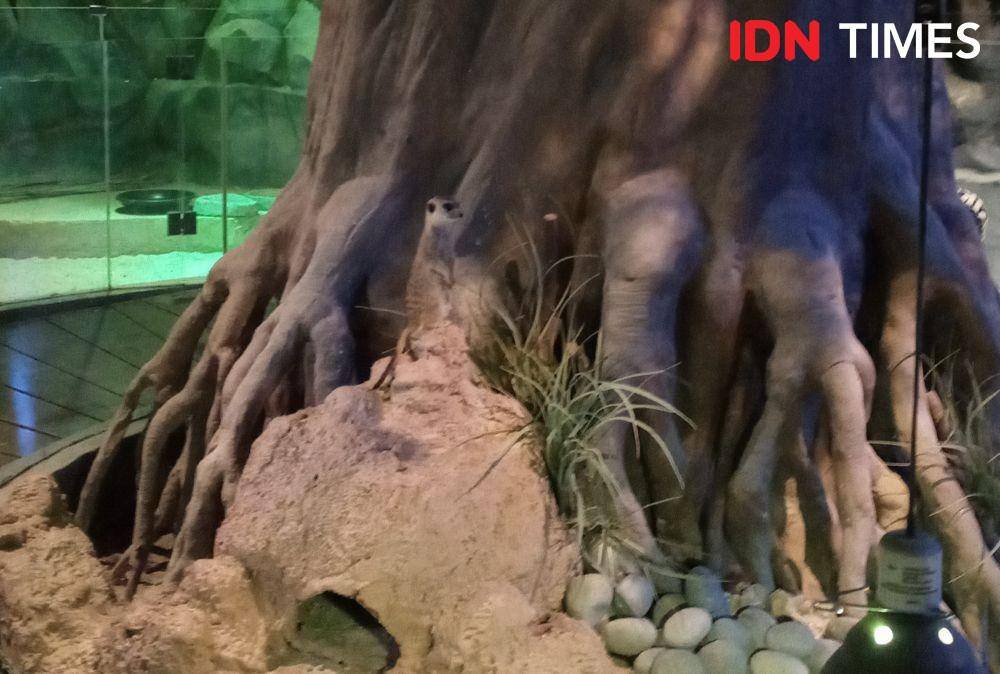 Meerkat di Jakarta Aquarium. IDN Times/Dhiya Awlia Azzahra