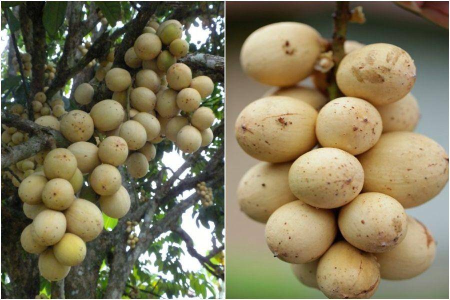 rumahtanaman.com - yukmakan.com