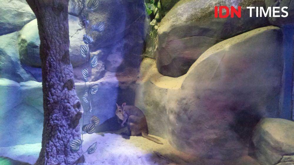 Walabi di Jakarta Aquarium. IDN Times/Dhiya Awlia Azzahra
