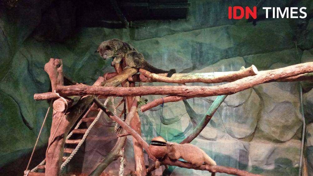 Binturong di Jakarta Aquarium. IDN Times/Dhiya Awlia Azzahra