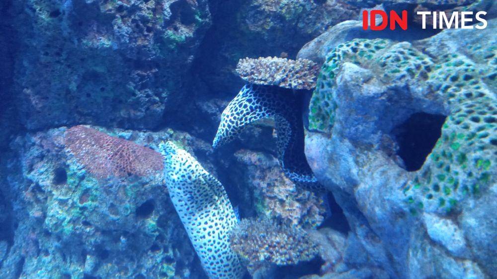 Ikan Moray di Jakarta Aquarium. IDN Times/Dhiya Awlia Azzahra