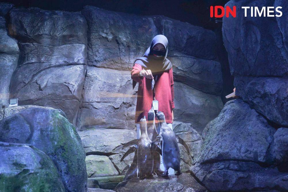 Memberi makan penguin di Jakarta Aquarium. IDN Times/Dhiya A A