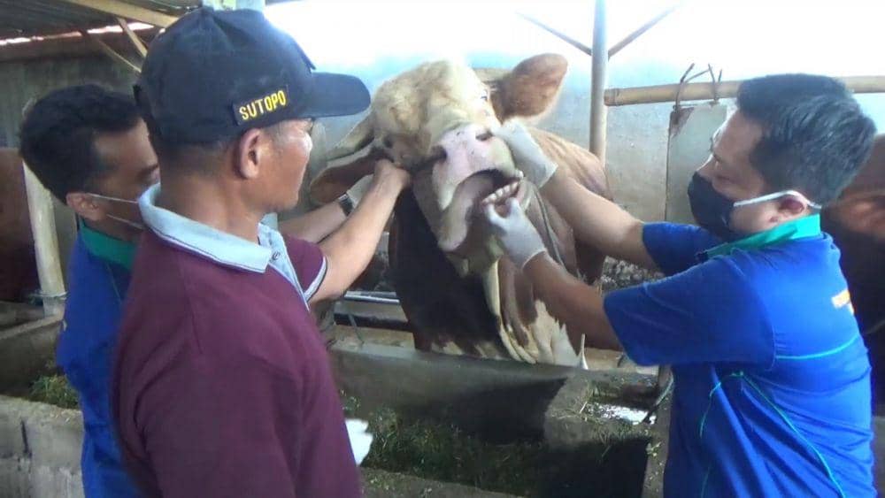 Petugas Dinas Peternakan dan Kesehatan Hewan Tulungagung memeriksa kondisi hewan korban, IDN Times/ istimewa