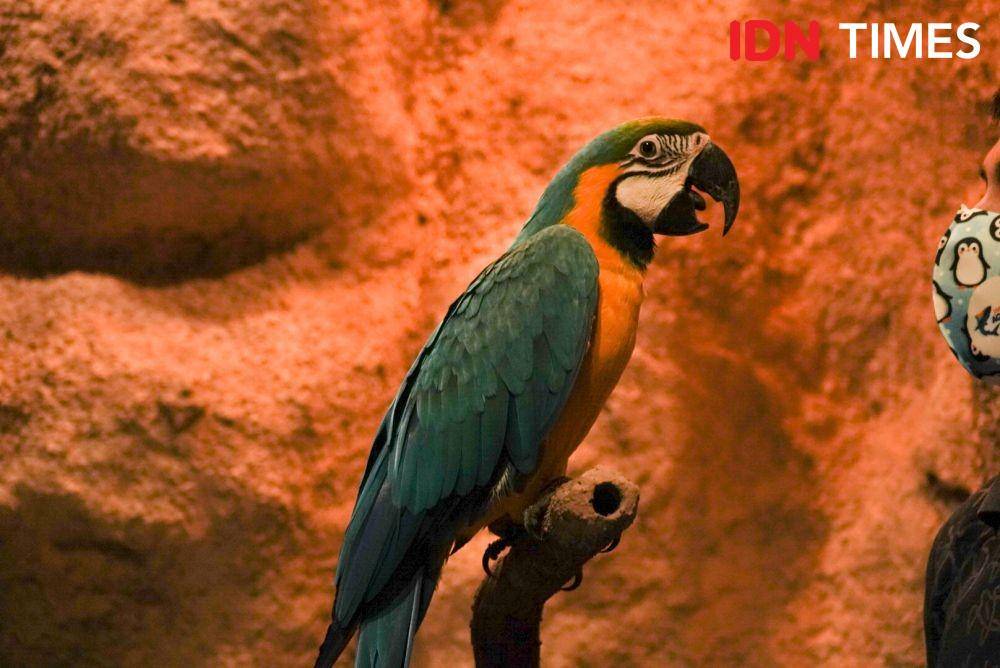 Burung Macaw di Jakarta Aquarium. IDN Times/Dhiya Awlia Azzahra