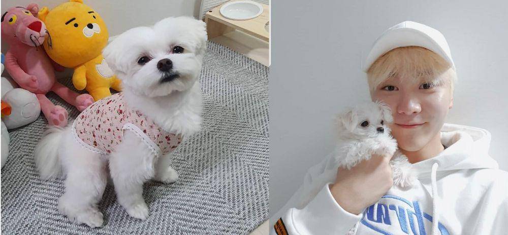instagram.com/bookkeu_puppy