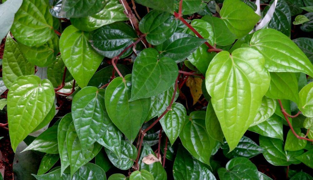 7 Manfaat Sehat Daun Sirih, Bantu Obati Diabetes hingga Hipertensi