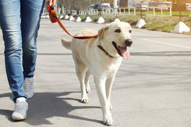 lawscountrykennel.com