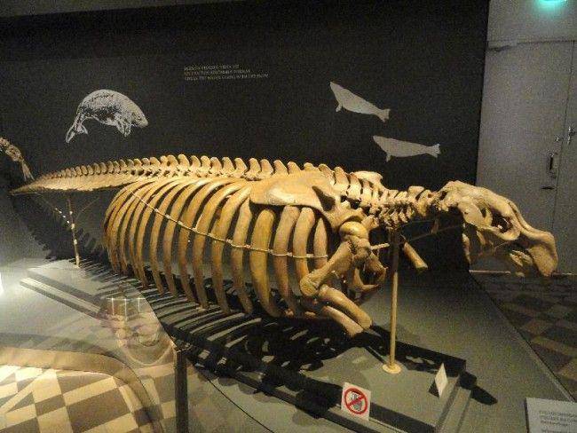 dinoanimals.pl