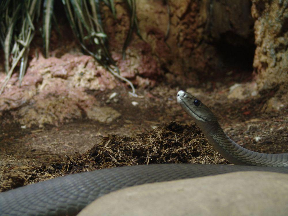 ular black mamba (wikimedia.org/Danleo~commonswiki)
