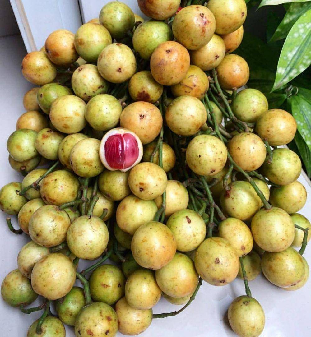 Potret buah menteng (instagram.com/plant.shop.mlg)