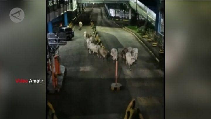 Tangkap layar video Antaranews