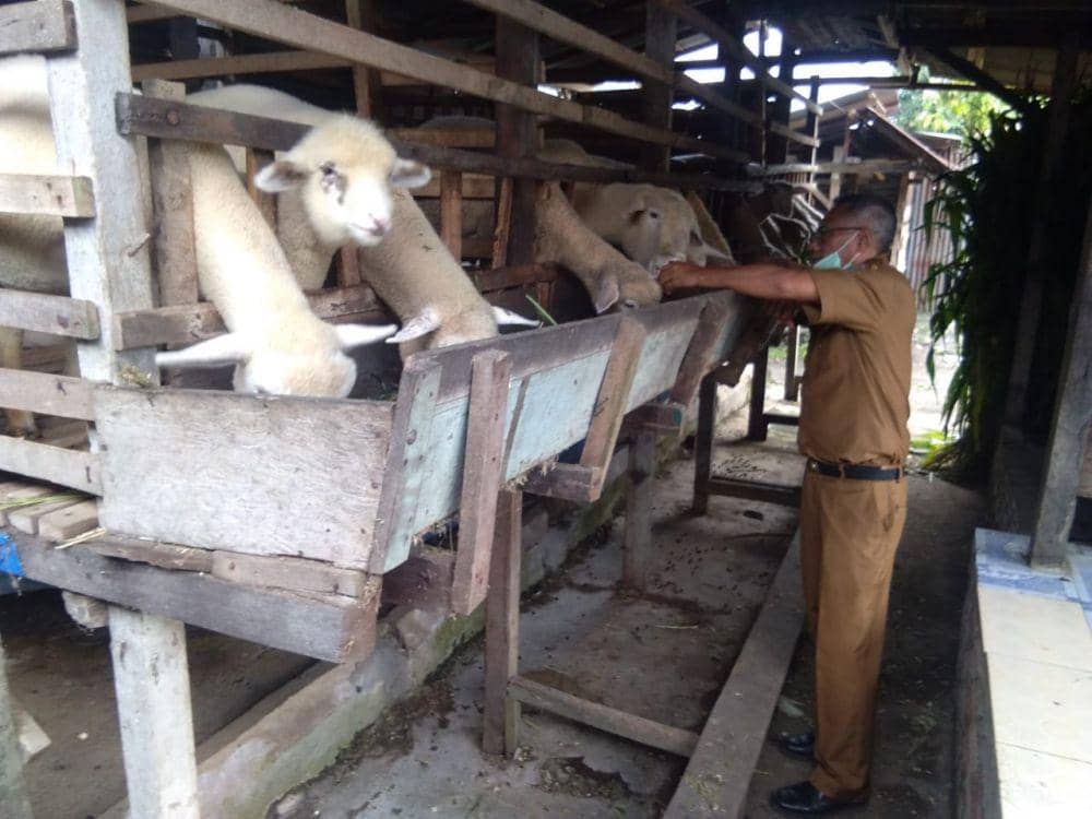 Dinas Pertanian dan Ketahanan Pangan saat melakukan monitoring ke lapangan (IDN Times/ istimewa)