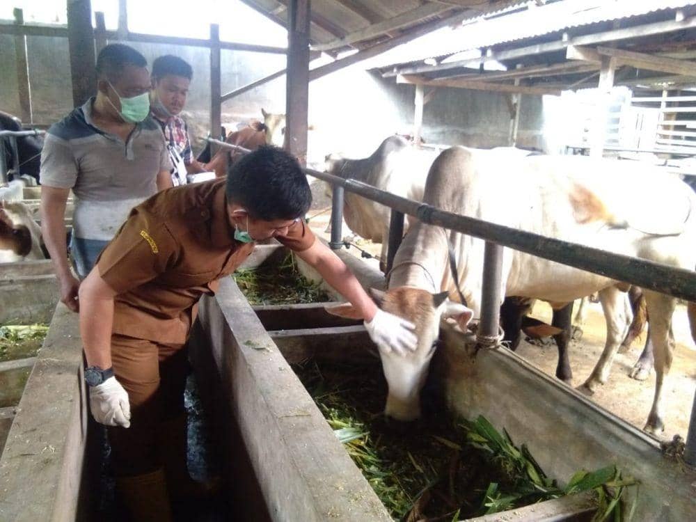 Dinas Pertanian dan Ketahanan Pangan saat mengecek kesehatan hewan kurban (IDN Times/ istimewa)