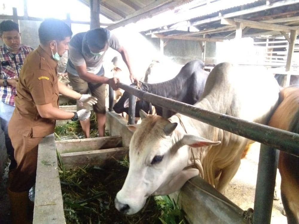 Pemeriksaan hewan kurban yang dilakukan Dinas Pertanian dan Ketahanan Pangan (IDN Times/ istimewa)
