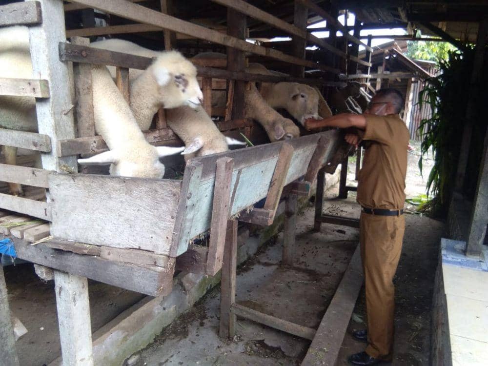 Pengecekan kesehatan hewan kurban (IDN Times/ istimewa)