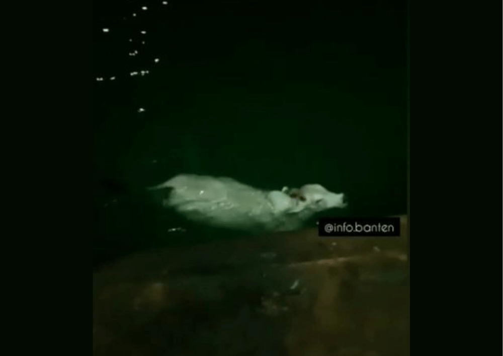 Viral Sapi Lepas di Pelabuhan Merak, Netizen Sebut Belum Siap Dikurban