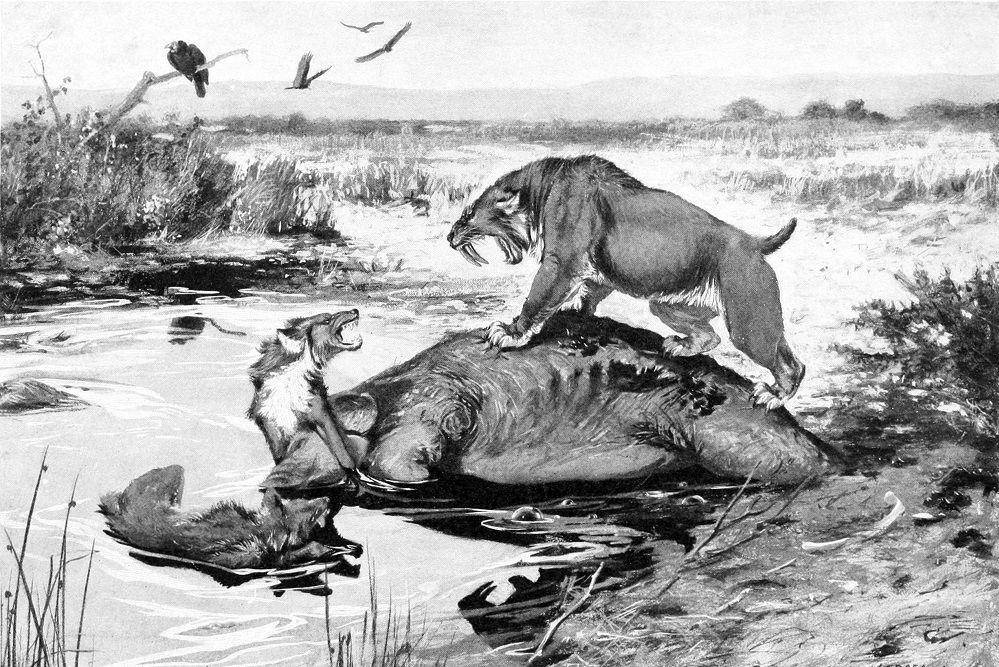 Smilodon (wikimedia.org/Robert Bruce Horsfall)