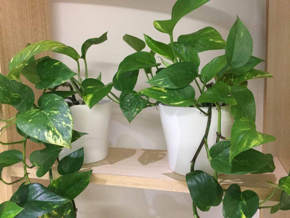 brettsplants.com.au