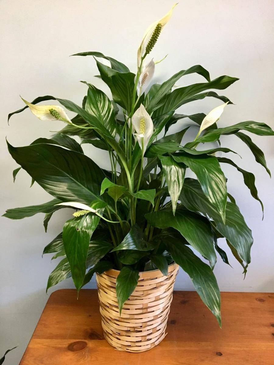 cambridgeflorist.com