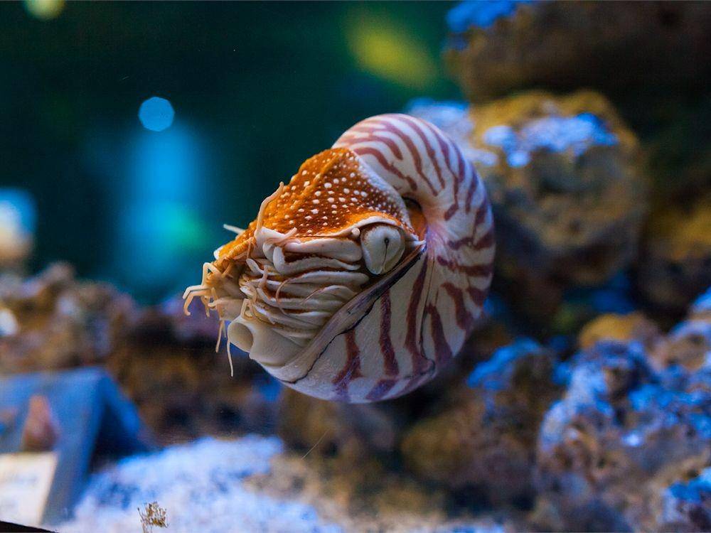 calacademy.org