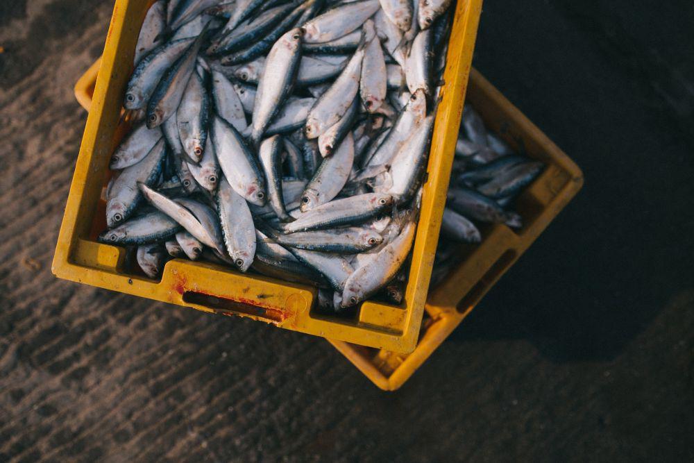 7 Tips Memilih Ikan Segar untuk Mendapatkan Cita Rasa Masakan Lezat