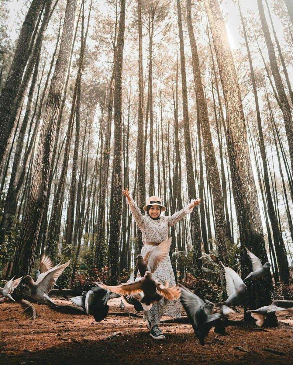 Hutan Pinus Mangunan (instagram.com/hutanpinusmangunan)