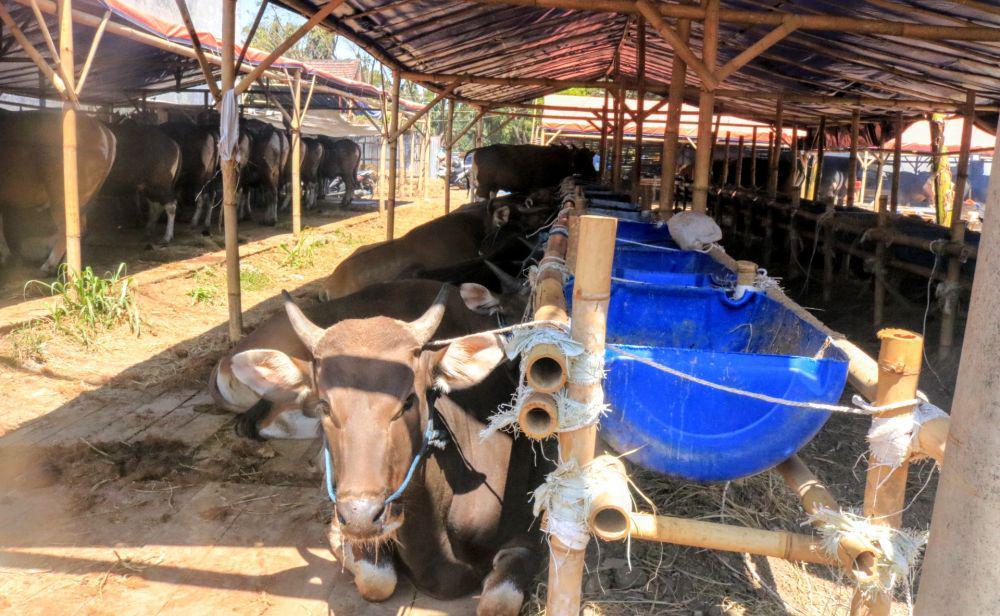 Penjualan sapi sejak dua bulan sebelum Idul Adha. IDN Times/ Alfi Ramadana
