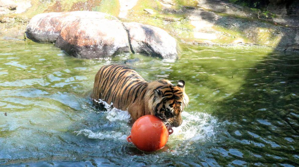2 Harimau Lepas dari Kandang Terkam Penjaga dan Masih Berkeliaran