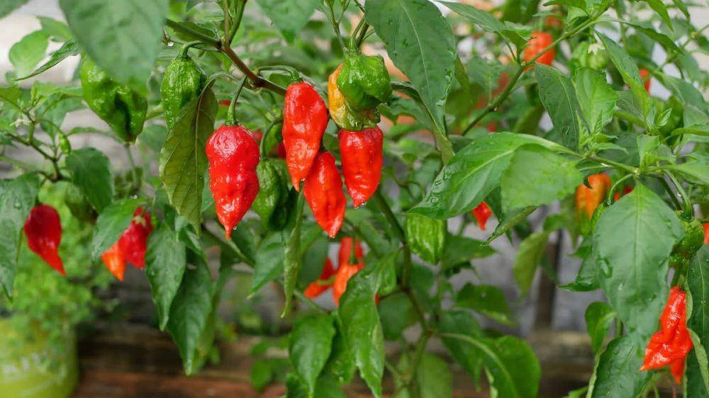 chili-plant.com