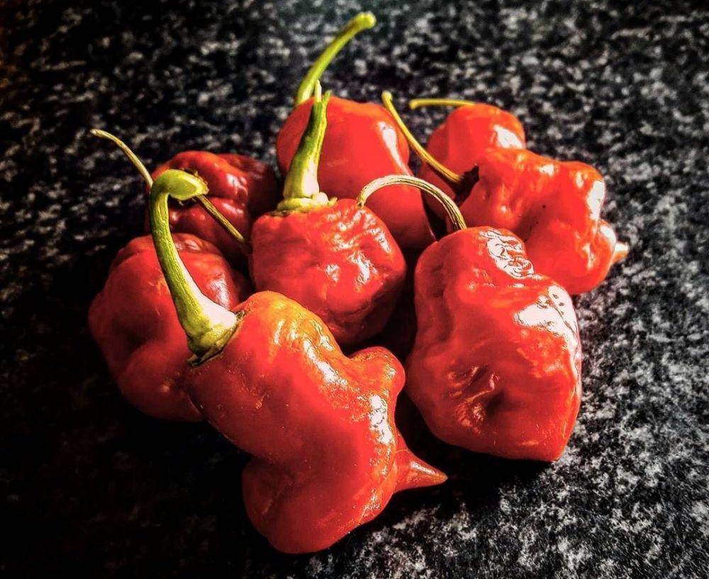 pepperscale.com