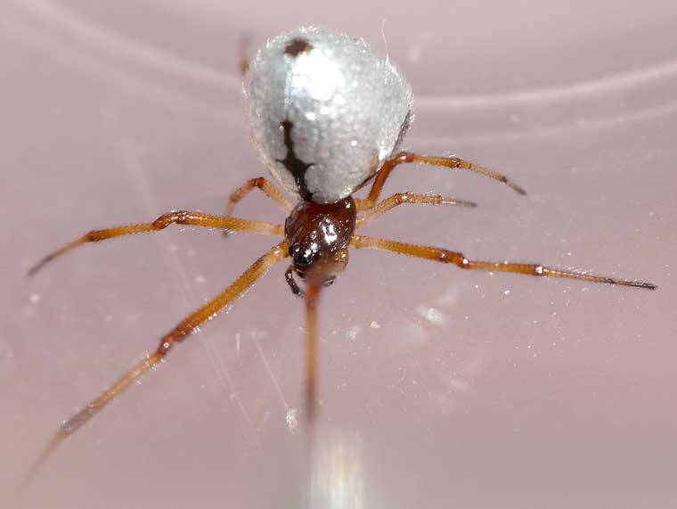 arachne.org.au