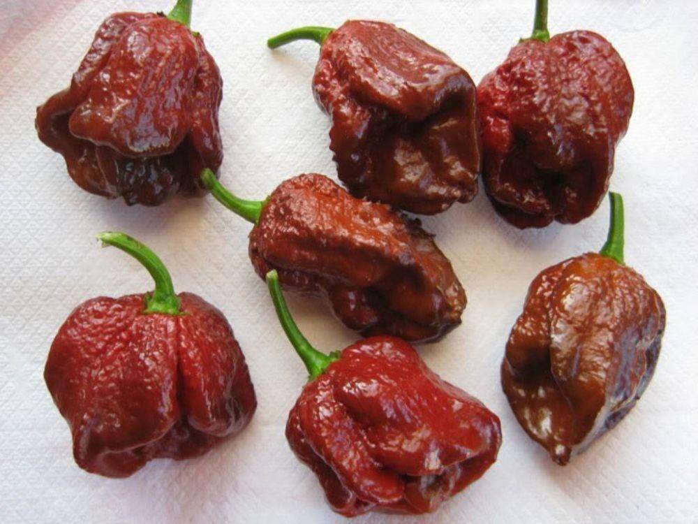 caribbeangardenseed.com