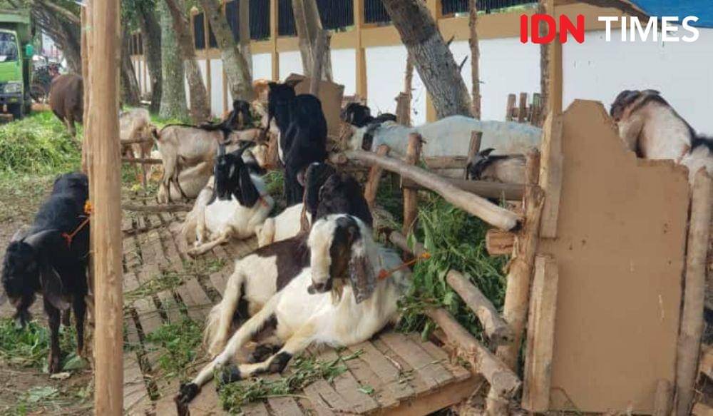 ilustrasi hewan ternak. Kambing di tempat pemotongan hewan kurban (IDN Times/Feny Maulia Agustin)