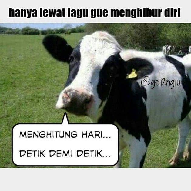 Meme Sticker Sapi 10 Meme Kocak Perasaan Sapi Saat Jadi Kurban di Hari Idul Adha | IDN Times
