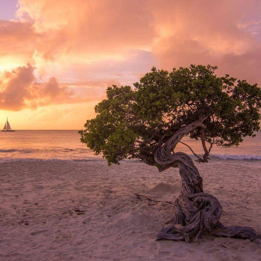 instagram.com/eaglebeacharuba