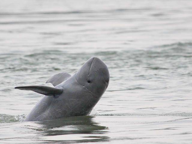 worldwildlife.org