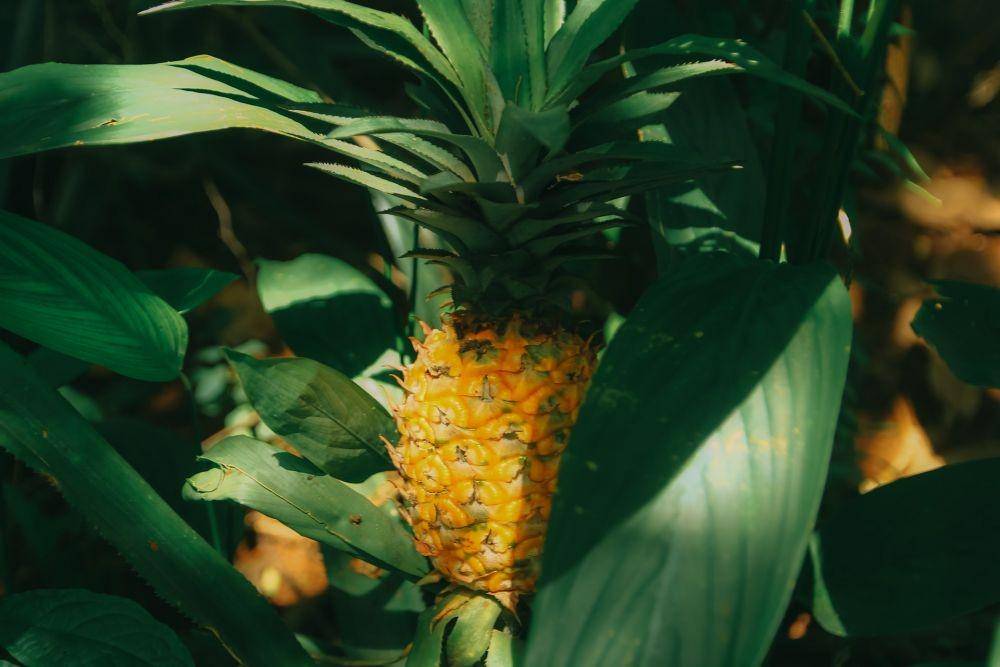 ilustrasi buah nanas (pexels.com/Nghĩa Phạm)