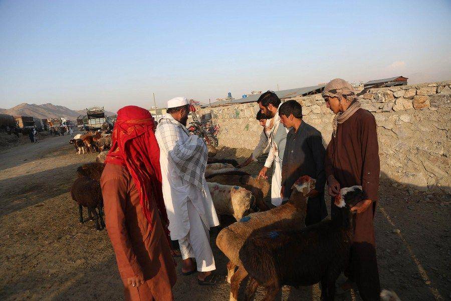 Masyarakat Afghanistan sedang berinteraksi di Pasar Hewan guna membeli hewan yang akan dikurbankan, pada 28 Juli 2020. twitter.com/milou1st