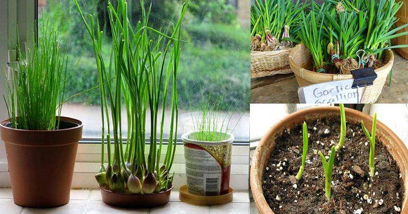 balconygardenweb.com
