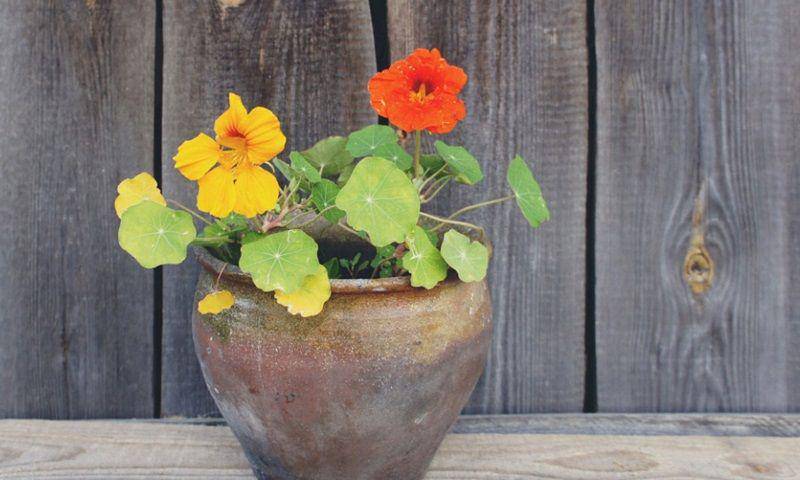 gardeningknowhow.com