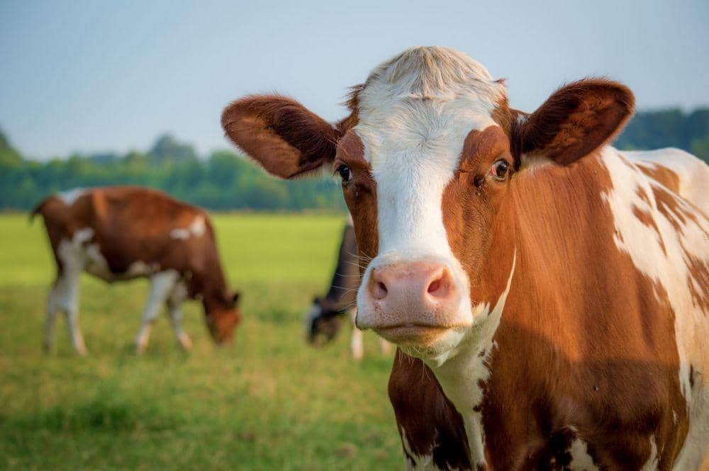 7 Penyakit Menular dari Sapi dan Kambing, Masaklah Daging dengan Benar