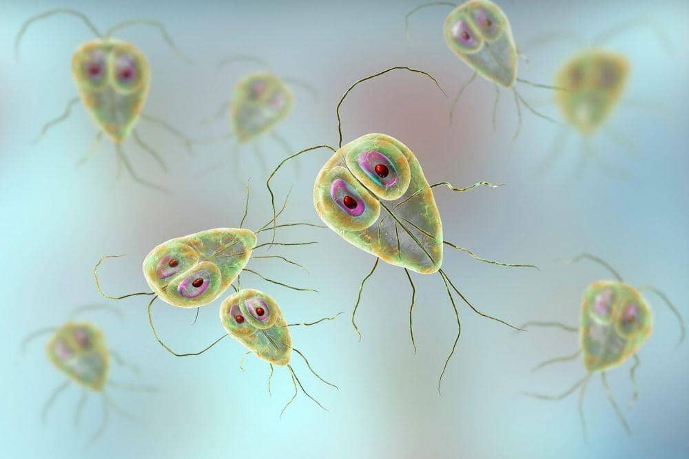 infectiousdiseaseadvisor.com
