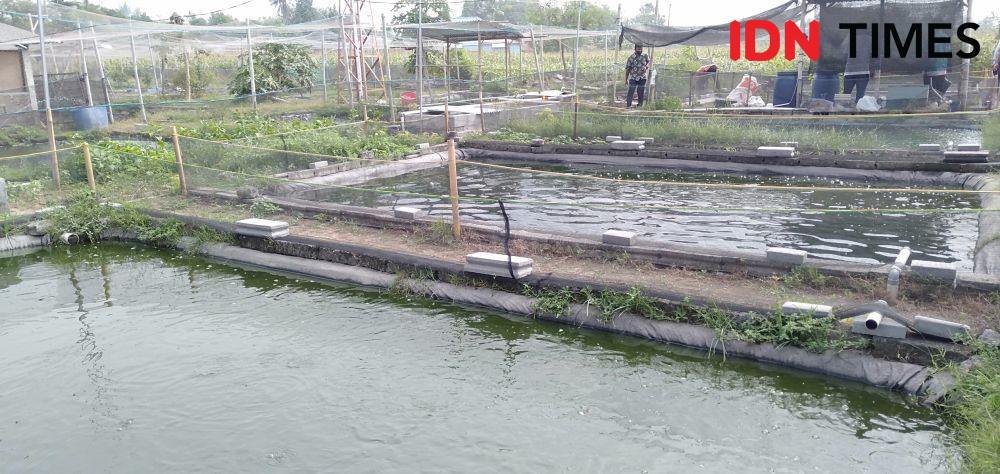Budidaya Ikan Bawal di Sleman Kurangi 9.600 Ton Sampah Setahun