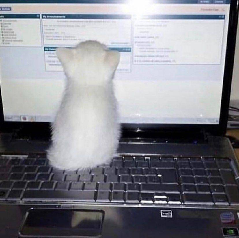 Instagram.com/catos.every.where