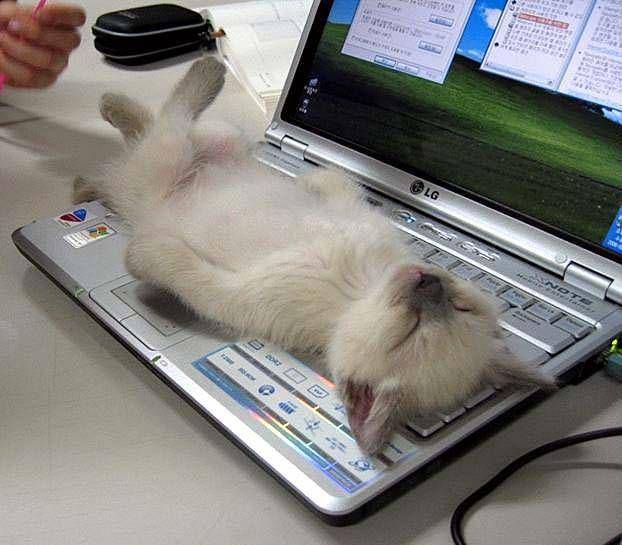 Catdailynews.com