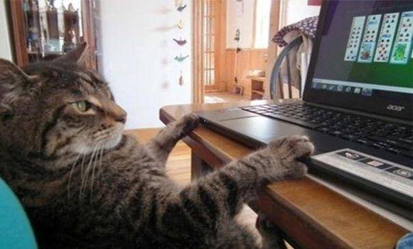 Meowingtons.com