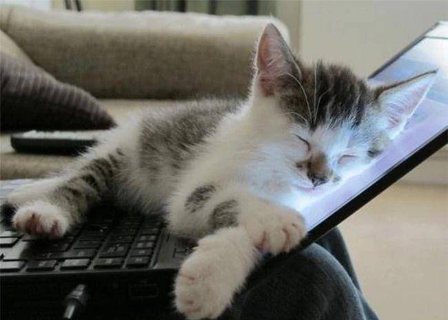 Meowingtons.com