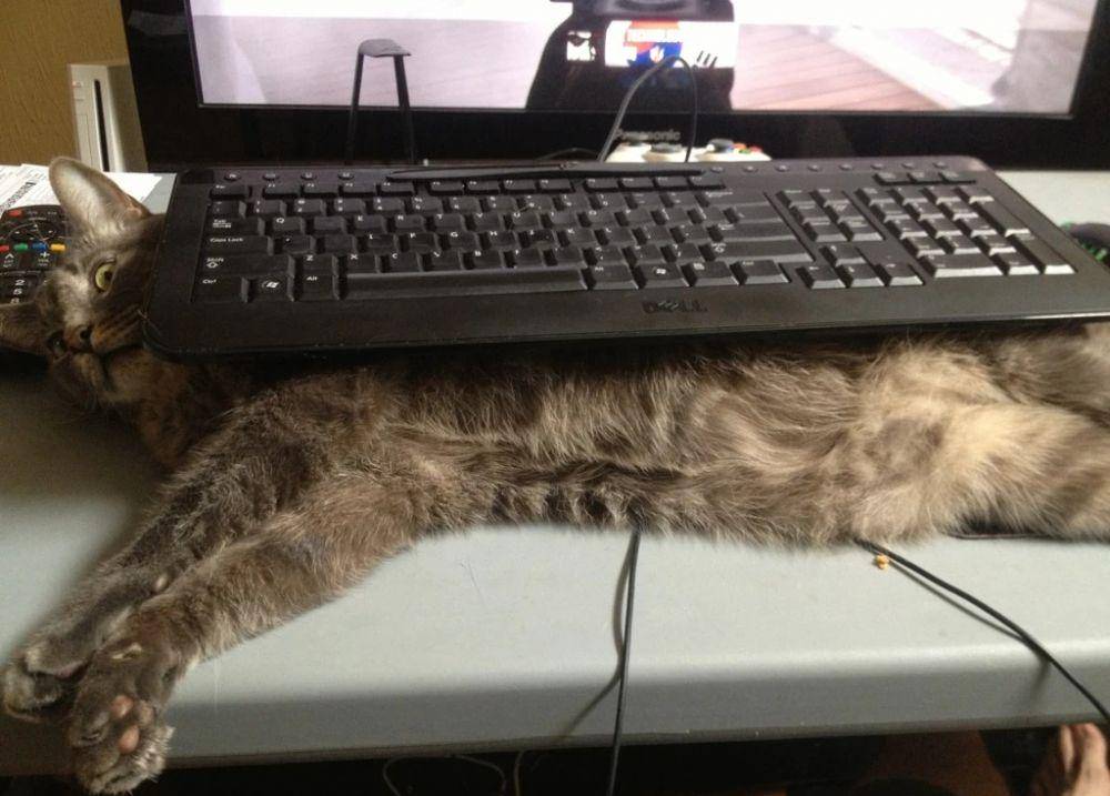 Meowingtons.com
